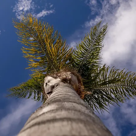 Breezy Palms